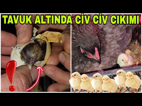 HER YER CİV CİV DOLDU~KULUÇKAYA YATAN TAVUKLAR~KABUK KIRAMAYAN CİV CİVLER~DİŞİ KUZULAR KOYUNDA