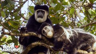 Celebrity Why Some Animals Abandon Their Kids | Parents in the Wild 102 Wealth