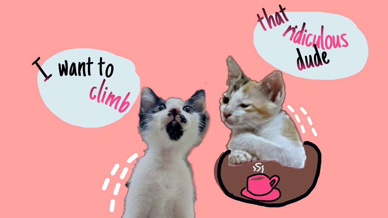 Kittens climB me YouTube