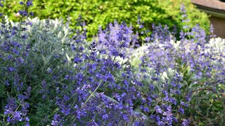 Walker’s Low Catmint or Walker’s Low Nepeta (Nepeta x faassenii ‘Walker’s Low’)