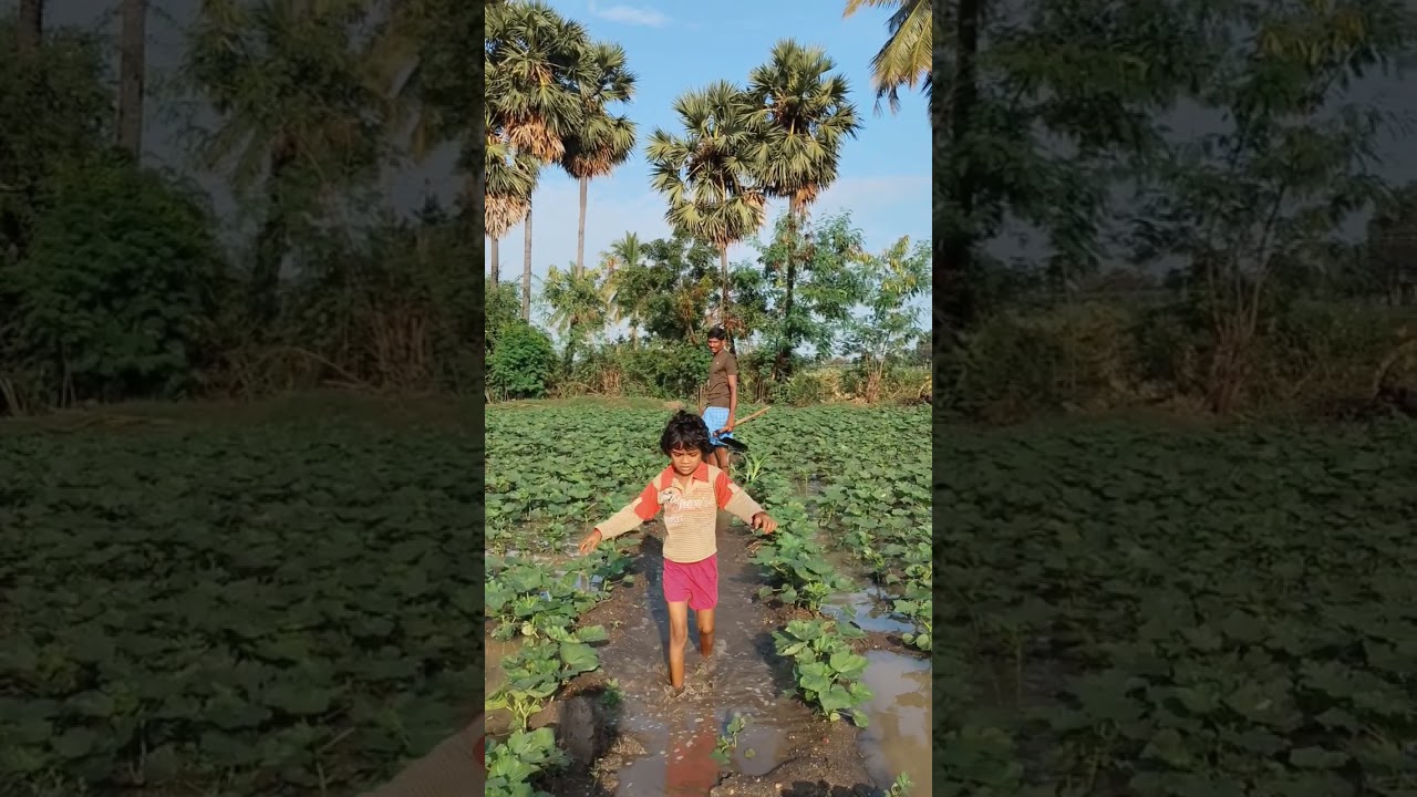 எங்களைப் போல விவசாயிகள் சேத்துல கால் வச்சாதான் நீங்க சோத்துல கைவைக்க முடியும்#விவசாயம்காப்போம்#viral