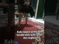 Kaki rasane antep dan kandel efek sakit lutut, dan engkel terapi kesehatan Totok Syaraf Mojokerto