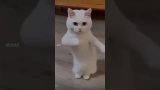 Cat Drift, More Like Kitty Prift , Cats Funny Compilation