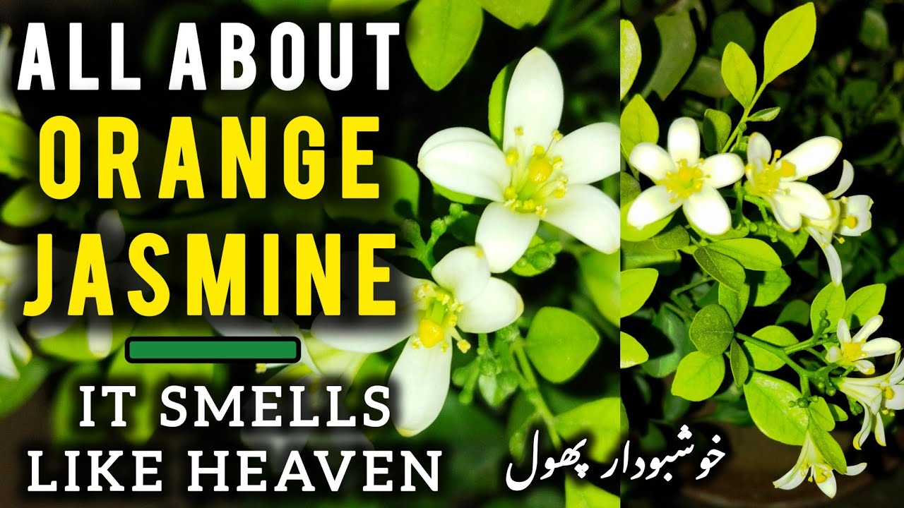 Orange Jasmine/Marwa/Kamini Plant Complete Care | Murraya paniculata
