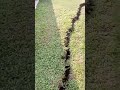 আল্লাহ একমাত্র রক্ষাকারী #shortvideo #shorts #short #earthquake #earthquakevideo