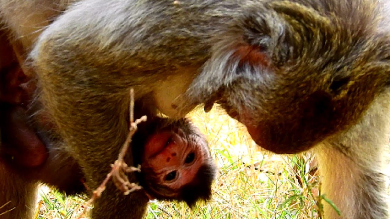 Terrify! Mum seriously angry baby even baby much hungry milk,Very pity on baby