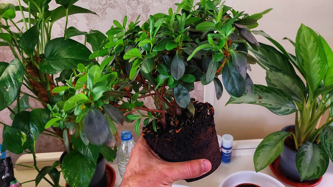 Азалия гуллаб бўлгандан кейин..../Азалияни сақлаб қолиш йўли.... / Азалия парваришида қийинчилик...