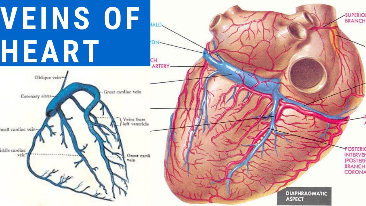 Learn The Venous System Of Heart In Just 6 Minutes YouTube learn-the-venous-system-of-heart-in-just-6-minutes-youtube