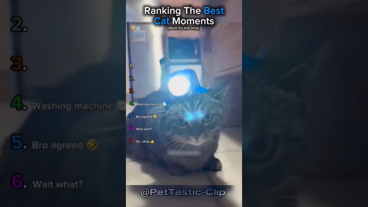 Рейтинг лучших моментов с кошками!! 🤣