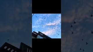 Sahib 💔✨ | Soulful Vibes | Zain Zohaib #lyrics #shorts #trending #sadstatus