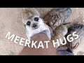 Sebastian the Meerkat Giving Hugs!
