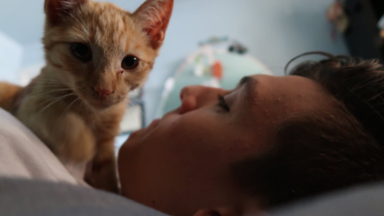 bruce jenner WE RESCUED KITTENS!!