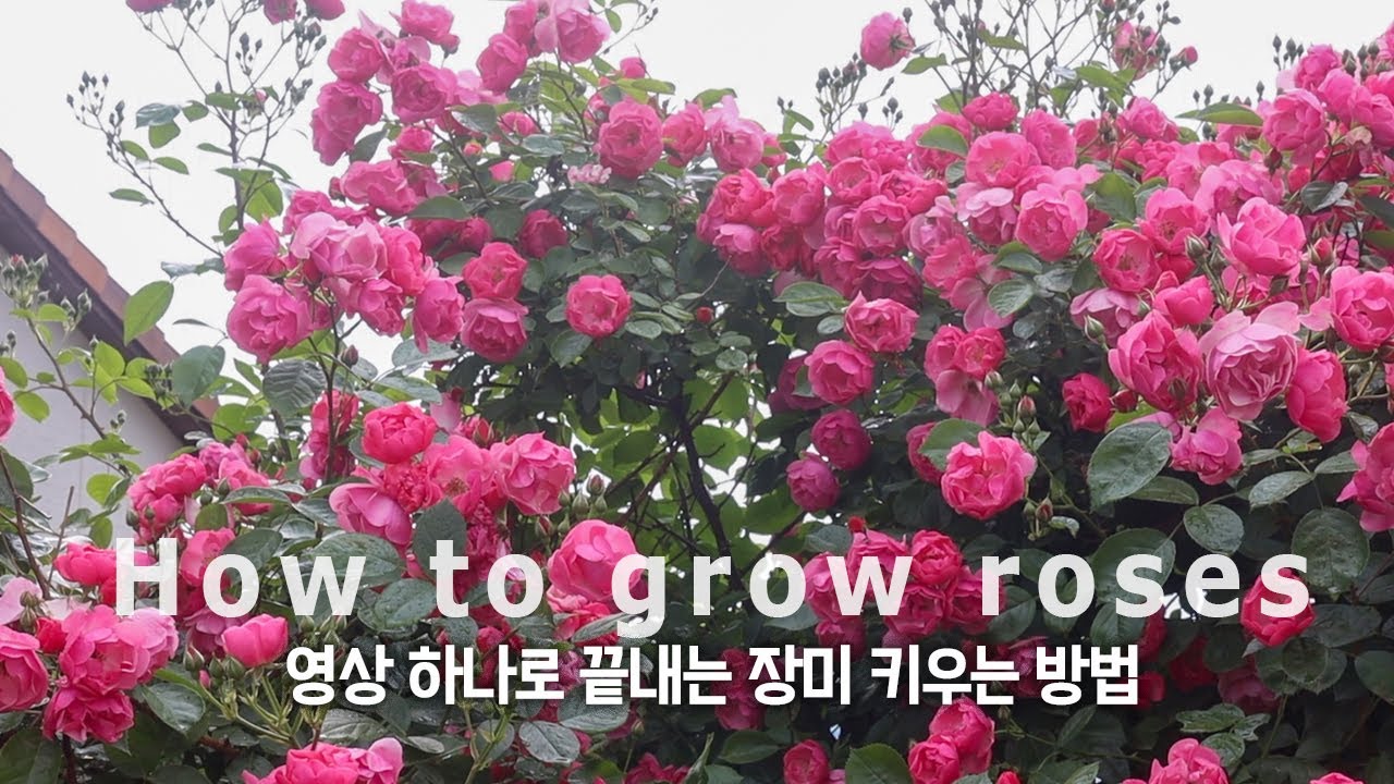 4 советы для выращивания роз 🌹