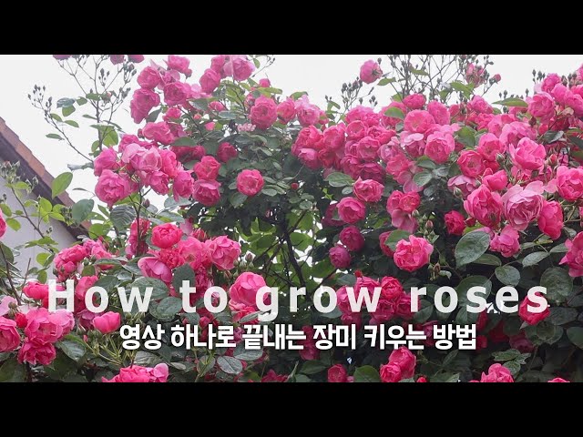장미 키우기 어렵다고요? 장미 키우기 영상 한 편으로 정리했습니다! 장미가지치기/장미비료/장미병해충방제까지