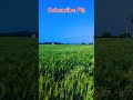 अपना खेत कैसा लगा? | Farming Life | Indian Farmer | गेहूं की खेती #shorts #shortsvideo