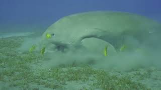 Dugong the Water Pigs  Fun Facts