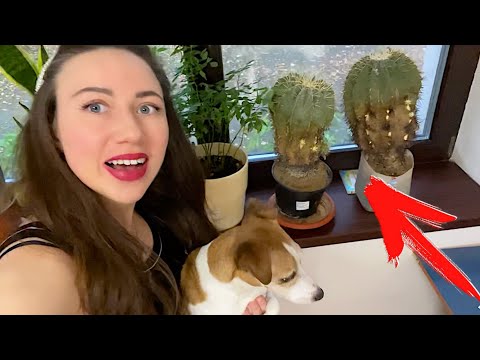 MY GIANT CACTUSES - My Collection | Ellie Dee