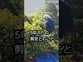 【長年放置したイヌツゲ】玉散らし剪定しました。 #剪定方法 #庭作業 #庭木の管理 #バリカン #剪定バサミ #植木バサミ #ツゲ #玉散らし