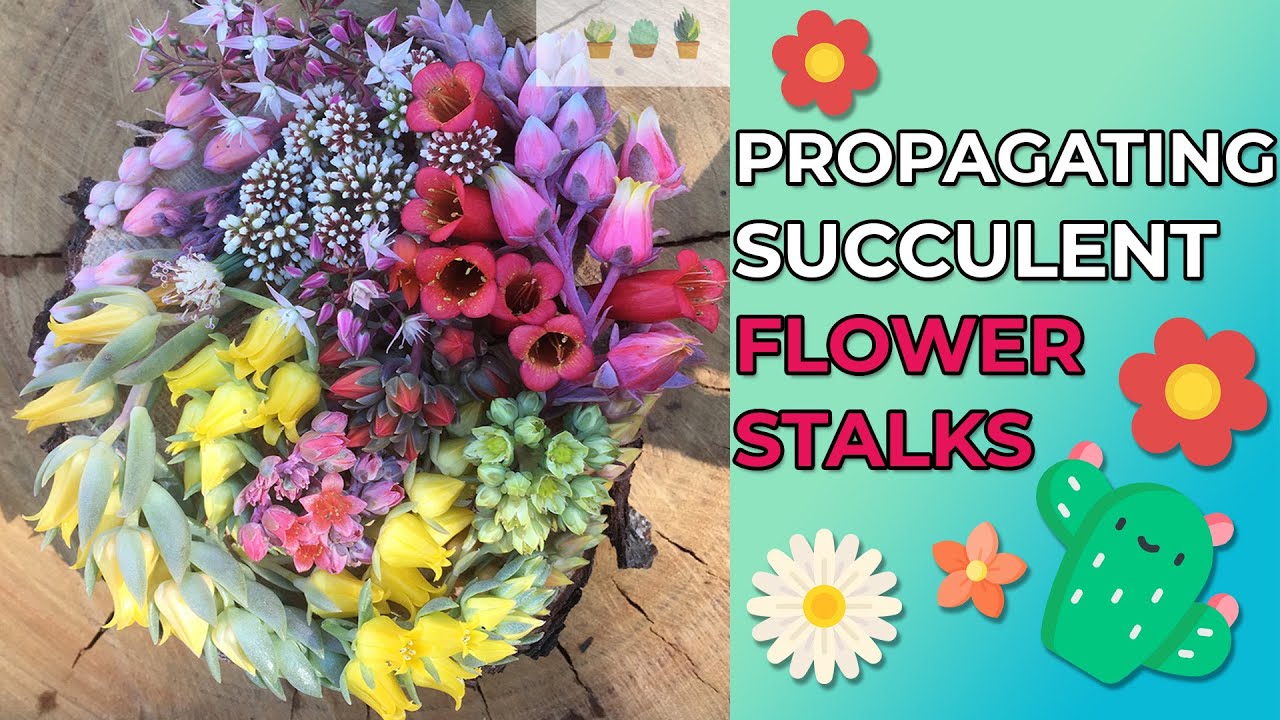 How to propagate succulents from flower stalks YouTube