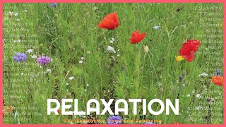 1 Hour Piano Serenade | Ultimate Music for Relaxation, Meditation, and Yoga