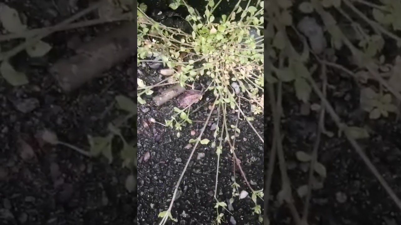 Extreme internode length in Stellaria ruderalis 