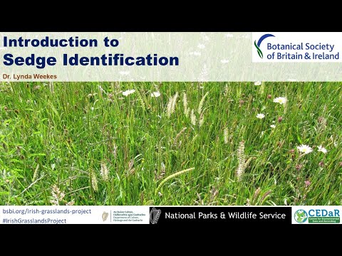 Video: Sharp sedge: description, habitat, photo