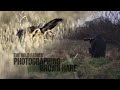 The Wild Father: Photographing Brown Hares. 5 days of learning in the field.