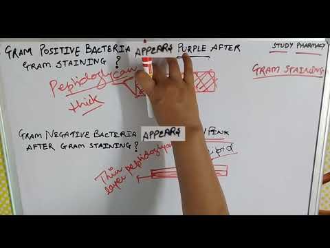 Video: De ce bacteriile Gram negative apar roz în timp ce bacteriile Gram pozitive par violet?