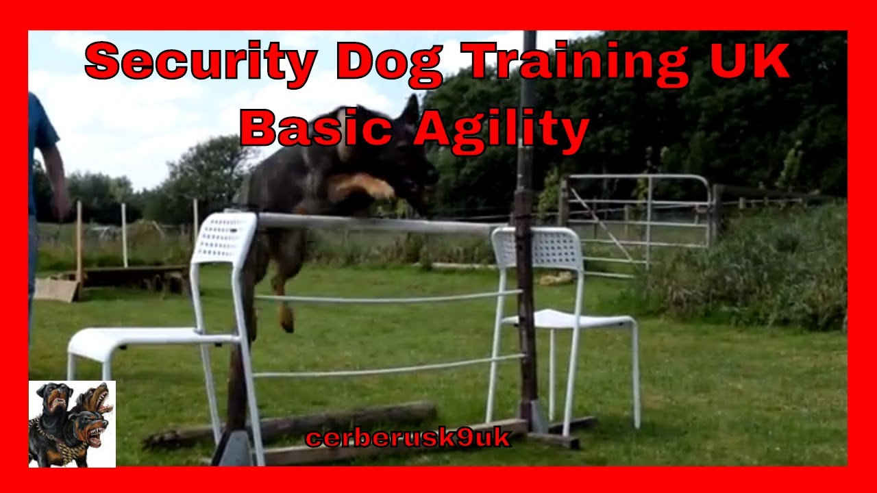 Security Dog Training UK Basic Agility YouTube