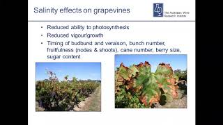 Salinity – practical information for growers