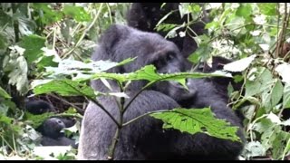 Mountain Gorillas