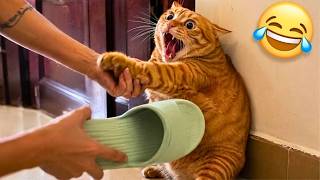 Funniest Funny Pets Compilation Ever 😂🐶 | Hilarious Dogs And Cats Online 🤣🔥