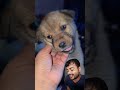 a cute baby dog in your home || #maliindrajit #education #dogshorts #doglove #doglife #animallovers