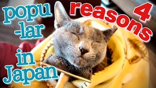 [Russian Blue] Looking into why Russian Blue is popular in Japan | Kotetsu cat