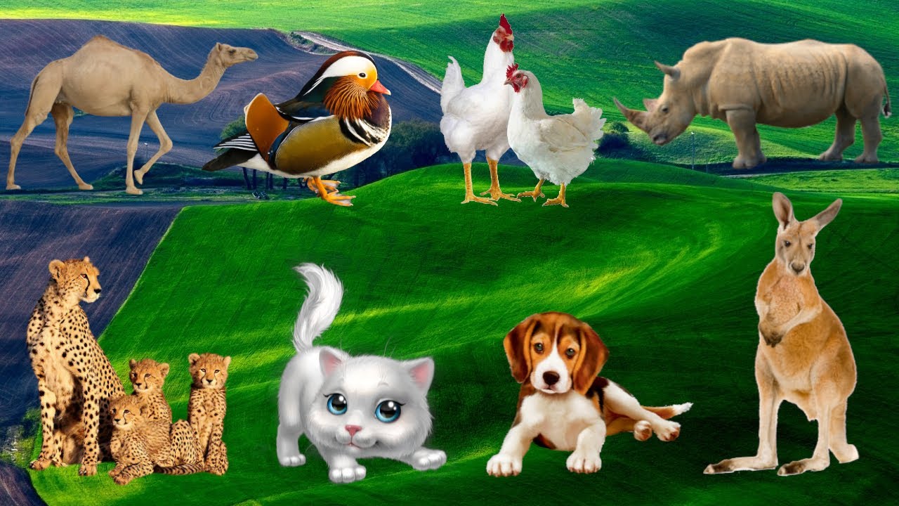 cute-little-animals-camel-chicken-cheetah-cat-dog-animal-sounds