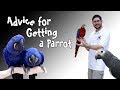 Tips About Getting a First Parrot