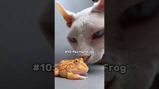 10 Exotic pets u can legally own! #animals #cutepets #pets #cuteanimals #cute # #bestpets #petlover