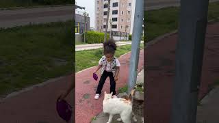 Kediler Mama Bekliyor Şfetbeniöneçıkar