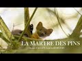 LA MARTRE DES PINS. Damien CALLENS, Laurent DESFOURS. Chaîne gratuite: Instinct Nature