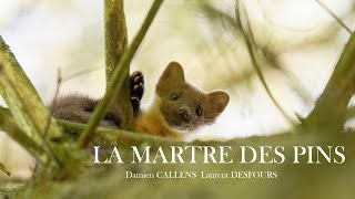 LA MARTRE DES PINS. Damien CALLENS, Laurent DESFOURS. Chaîne gratuite: Instinct Nature
