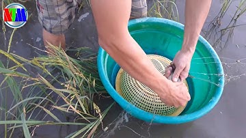 Nông thôn mới | giăng lưới mùa nước nổi dính nhiều cá rô mề khủng