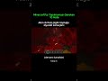 Altın Olmadan Piglinlerin Yanına Gittim… Sonu Çok Kötü Bitti 😭 | Minecraft
