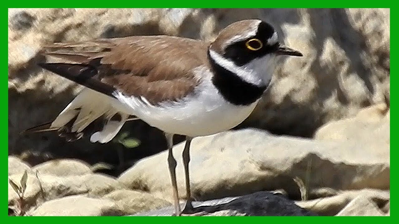 [한국의 새] 꼬마물떼새 (little ringed plover) 