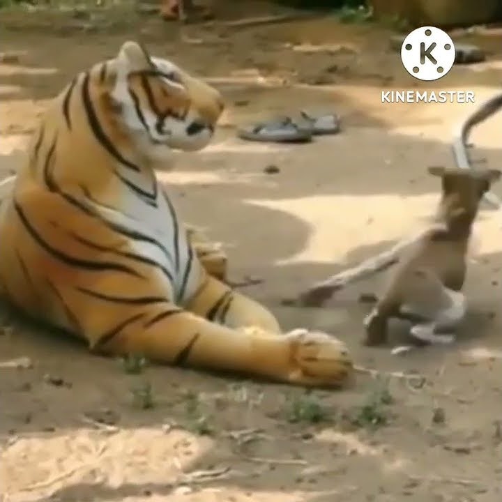 Detik Detik Reaksi Anjing Saat Diletakan Boneka Harimau Di Dekatnya