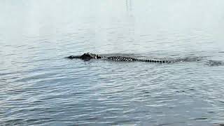 We want to see alligator in their  habitat 