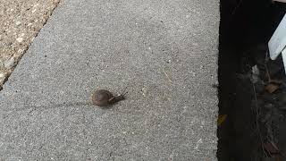 Snail Visiting On My Step