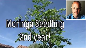 Moringa Trees 1 Year After Planting Seeds. (After winter pollarding)