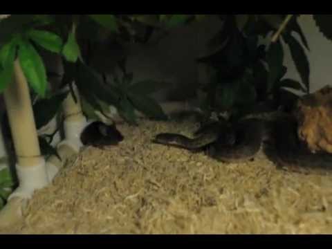 Childrens Python hunting/killing live mouse.