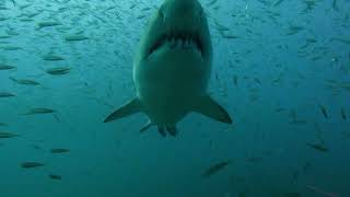🛑اخيرا الفيديو الكامل لهج_وم القرش علي السائح الروسي في الغردقة من البداية
