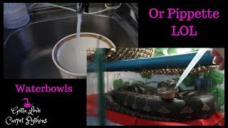 Waterbowls! Tell Jack My Coastal Carpet Python What They Are For